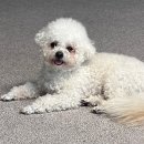 중앙동물병원약품 이미지