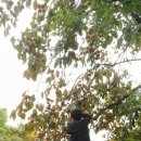 칡캐는오미자농부 이미지