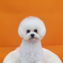 이쁘게 잘라줄개 이미지