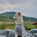 카누720애견풀빌라 이미지