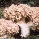 싸리버섯의 종류 이미지