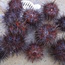 채석포펜션 이미지