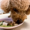 그린맘마 펫푸드 이미지