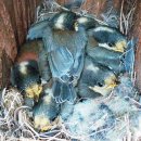 자연의 둥지 이미지