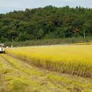 ＜사라네-우렁이쌀,잡곡,양념＞ 밥맛 좋은 우렁이 햅쌀(백미)방아 찧었습니다(소백산웰빙농원) 이미지