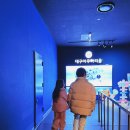 삼호동부로 | 실내데이트 가능한 대구아쿠아리움 최초 위시캣 콜라보