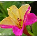 조양강 민박 이미지