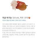 최은헤어클럽 | 임신 12-15주 | 코베베이비페어, 분당제일여성병원 입체/정밀초음파, 임신성 소양증