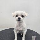 둘리애견미용샵 | [효천지구 애견미용] 붕가붕가 애견샵 말티즈 미용 후기