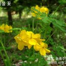 애기똥풀 이미지