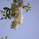 푸르른삶의노래 이미지