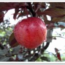 이쁜농장 이미지