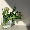 알펜시아 컨벤션센터 | 홀리데이인 리조트 알펜시아 평창 후기 | 스위트타입 침대방+온돌방 객실 솔직 리뷰