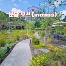 새분당서울약국 | 분당 모쓰(mosss)카페 후기 l 평일 오픈런한 이유, 1000평 자연 속 브런치 맛집 주차꿀팁까지