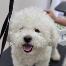 베스띠몽 이미지