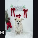 뷰티몽 | (수원, 강아지, 고양이, 애견미용, 추천!) 뷰티몽 수원 뷰티몽, 친절한 미용 서비스
