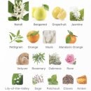 아쿠아오리지널 | 아쿠아 디 파르마 콜로니아 에센자 시향 후기 , 시트러스가 매력적인 봄여름 남자 향수