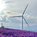 꽃별 | 거창 감악산 꽃별여행 아스타국화축제 후기 | 보랏빛에 빠진 날