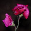 스위트피(sweetpea) 이미지