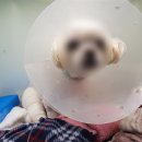 야당동물병원 이미지