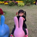 장성어린이공원 | 2025 장성 황룡강 가을꽃축제 평일 오후 방문 비추 솔직한 후기