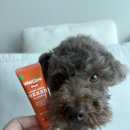 웰케어동물병원 | 웰케어 메디 강아지 고양이 약효보호제 ㅡ 제티의 복약 도움템 내돈내산 솔직 후기