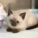 (주)푸른사료 | 「 샴고양이입양 」 샴고양이 성격 · 특징 총정리! 입양 전 꼭 알아야 할 것들