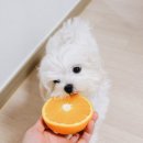 오렌지펫 이미지