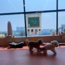 등교하개 이미지