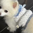 복현 다이소 앞 | [7월 마지막주+8월첫째주]직장인/점심/메뉴추천/요아정/저당