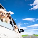 행복펫택시 이미지