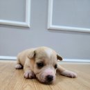 옥천동물병원 이미지