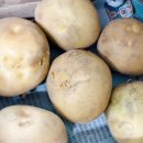 느티나무농장 | 햇 수미감자 정직한 뜻이 담긴 느티나무농원 (1kg 개수, 가격)