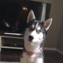 허스키 사랑 이미지