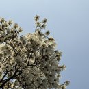 늘푸른오스카빌2단지 어린이놀이터 | 내가 사랑하는 2025 서울 목련&amp; 벚꽃 명소 총정리