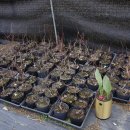 푸른꿈농장 이미지