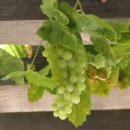 그린하우스 이미지