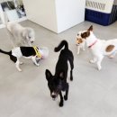 에덴 애견 유치원 호텔 이미지