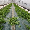 웅지2농장 이미지