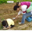 분토농장 이미지