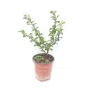 그린피아 이미지