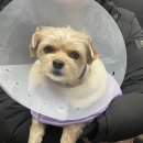 우리들동물종합병원 | 6살 슬개골탈구 3기 강아지 수술후기 1편( 노원 슬개골 전문병원, 당일퇴원 )