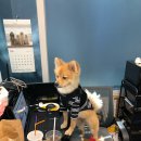 Just Grooming 이미지