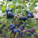 그린농장2 이미지