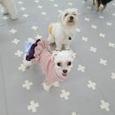 베스트프렌 독 이미지