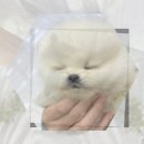 의성동물병원 | 의성유기견무료분양 유기동물보호센터에서 시작된 인연