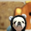 엔티크 독 이미지