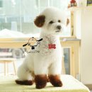 브라운 펫살롱 이미지