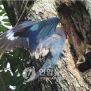 파랑새 이미지