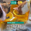 오션 캣 | 고양이육류비율 왜 중요할까 와일드캣88 오션피쉬 먹여본 후기